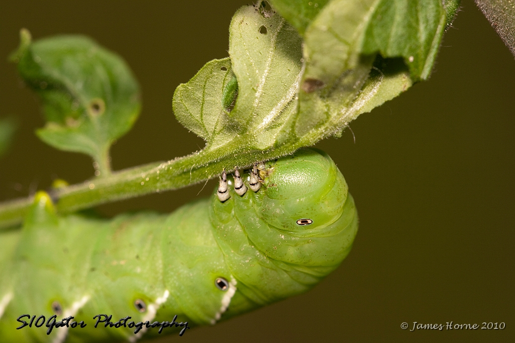 tomato worm-img_827204.JPG